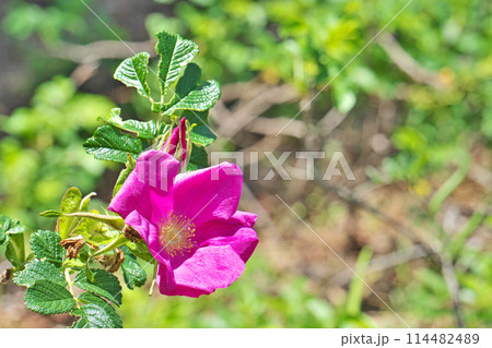 赤いハマナスの花（春、五月） 114482489