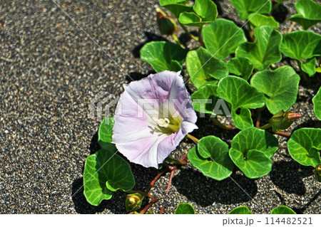 砂浜に咲くハマヒルガオの花（春、五月） 114482521