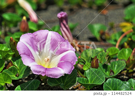 砂浜に咲くハマヒルガオの花（春、五月） 114482524