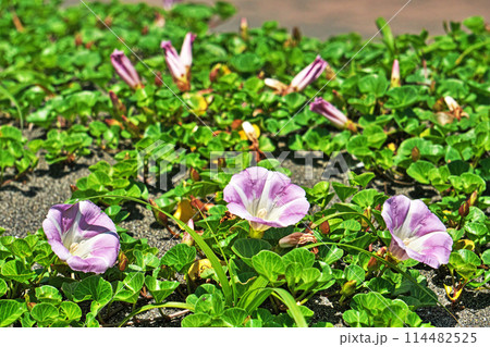 砂浜に咲くハマヒルガオの花(春、五月) 砂浜に咲くハマヒルガオの花(春、五月) 114482525