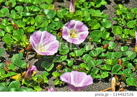 砂浜に咲くハマヒルガオの花(春、五月) 砂浜に咲くハマヒルガオの花(春、五月) 114482526