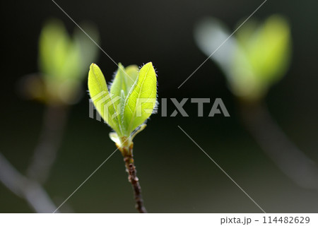 芽吹き　発芽 114482629