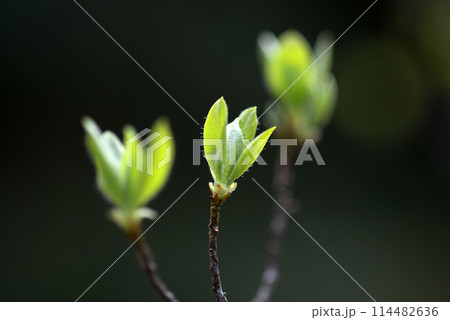 芽吹き　発芽 114482636