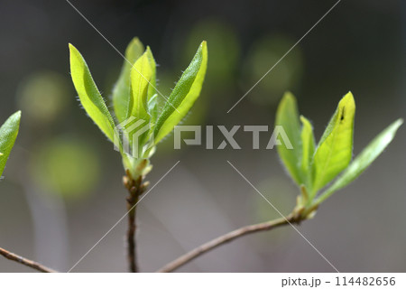 芽吹き 発芽 芽吹き 発芽 114482656