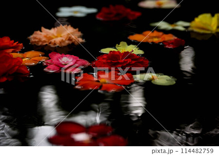 水面に浮かぶ花 114482759