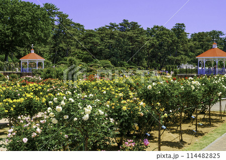 ガゼボとバラ園 114482825