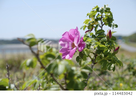 初夏の浜辺のハマナスの花 初夏の浜辺のハマナスの花 114483042