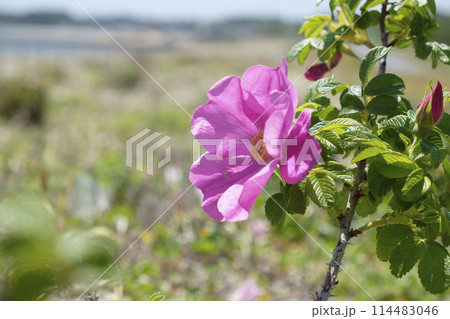 初夏の浜辺のハマナスの花 初夏の浜辺のハマナスの花 114483046