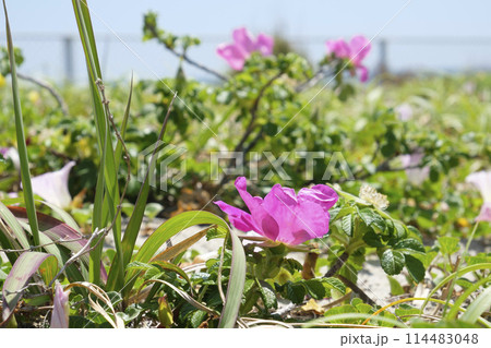 初夏の浜辺のハマナスの花 114483048