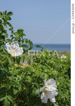 初夏の浜辺のハマナスの花 114483049