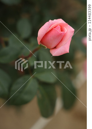 薔薇 114483399