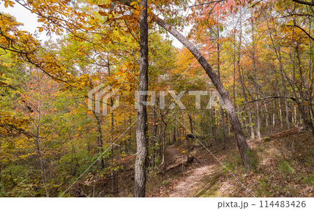 Sunny view of the beautiful fall color of Hobbs State Park-Conservation Area 114483426