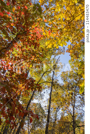Sunny view of the beautiful fall color of Hobbs State Park-Conservation Area 114483470