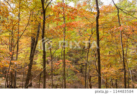 Sunny view of the beautiful fall color of Hobbs State Park-Conservation Area Sunny view of the beautiful fall color of Hobbs State Park-Conservation Area 114483584