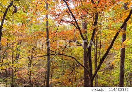 Sunny view of the beautiful fall color of Hobbs State Park-Conservation Area 114483585