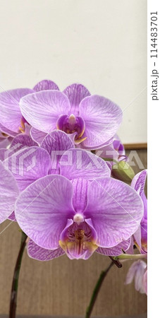 花 フラワー お花 114483701