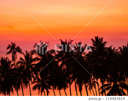 Beautiful sunset on a tropical paradise beach. Tropical sunset with palm tree silhouette. 114483814