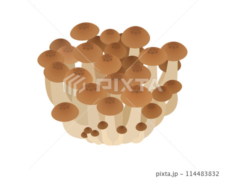 ぶなしめじのベクターイラスト 114483832