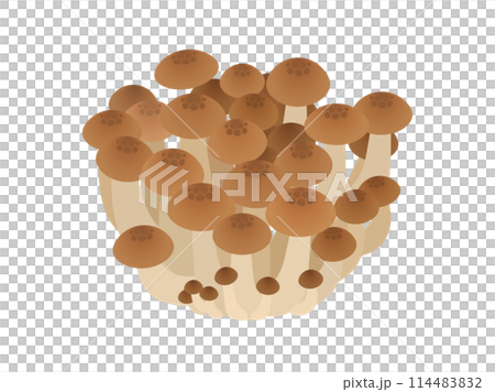 ぶなしめじのベクターイラスト 114483832