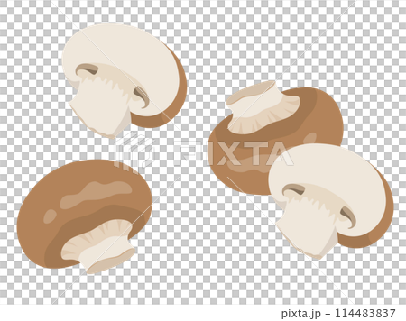 Mushroom vector illustration 114483837