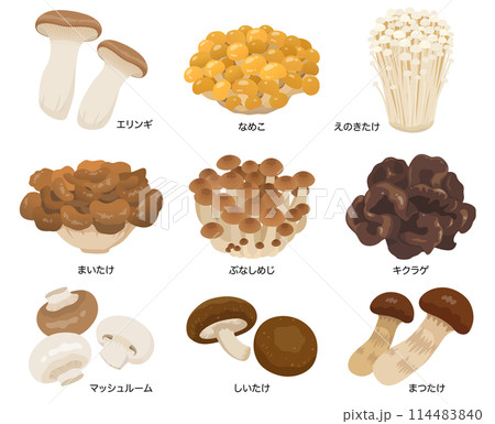 食用きのこのベクターイラストセット 114483840