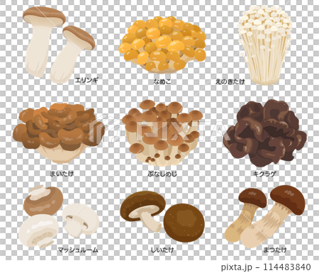 Edible mushrooms vector illustration set 114483840