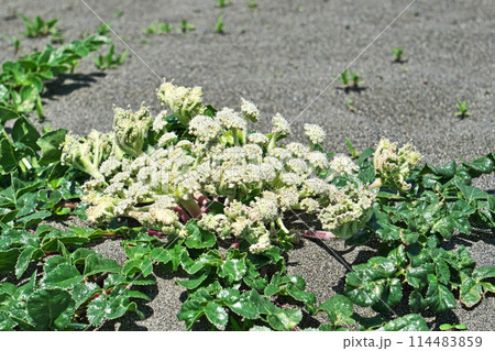 白いハマボウフウの花(春、五月) 白いハマボウフウの花(春、五月) 114483859