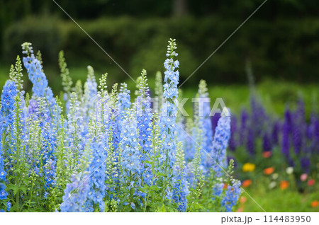 サルビアの花が満開 サルビアの花が満開 114483950