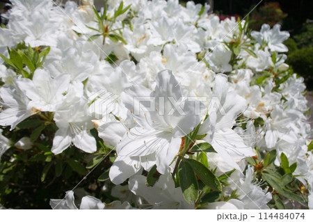 春の庭先に咲く白いツツジの花 春の庭先に咲く白いツツジの花 114484074