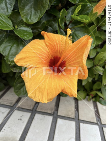 植物 植物学 植物画 114484110