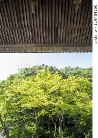 鎌倉245　妙本寺6　新緑 114484160