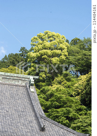 鎌倉245 妙本寺7 新緑 鎌倉245 妙本寺7 新緑 114484161