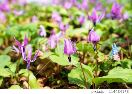 カタクリ “山野草” カタクリ “山野草” 114484178