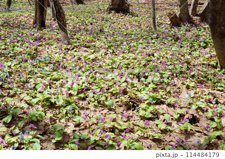 カタクリ　“山野草” 114484179