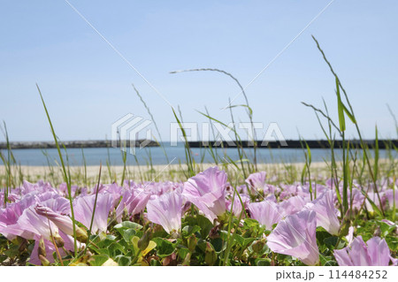 初夏の浜辺に咲く浜ヒルガオの花 114484252