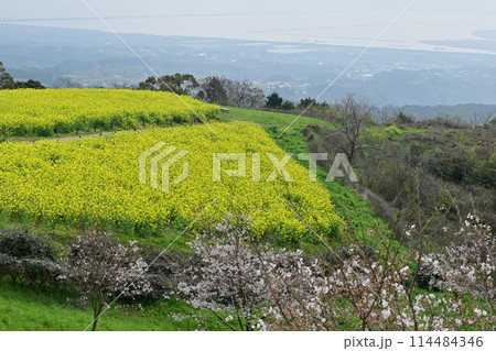 白木峰高原 白木峰高原 114484346