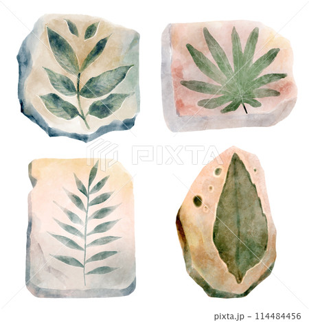 Fossil of plant in rock . Watercolor paint design . Illustration . 114484456