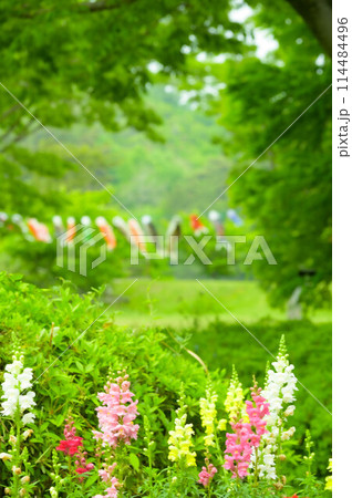 公園の花壇とカラフルな花々と鯉のぼり 114484496