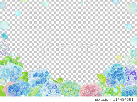 June hydrangea background painted with watercolors 114484591