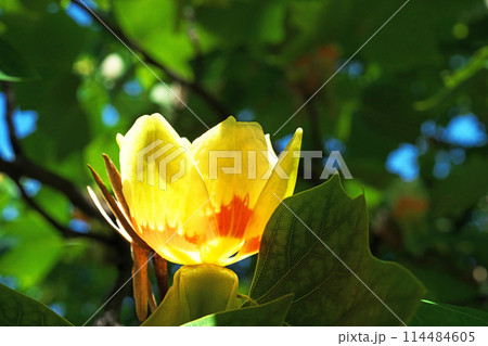 太陽光に照らされたユリノキの花(春、五月) 太陽光に照らされたユリノキの花(春、五月) 114484605