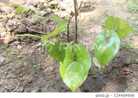 Dioscorea bulbifera plant on farm Dioscorea bulbifera plant on farm 114484606