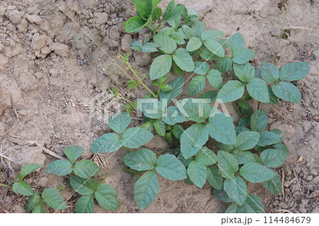 luffa gourd plant on farm for sell 114484679