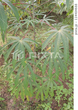 cassava plant on farm for harvest cassava plant on farm for harvest 114484688