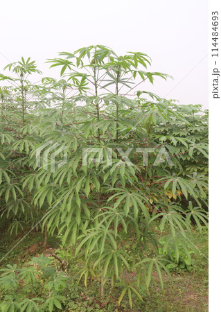 cassava plant on farm for harvest cassava plant on farm for harvest 114484693