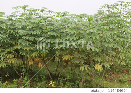 cassava plant on farm for harvest cassava plant on farm for harvest 114484694