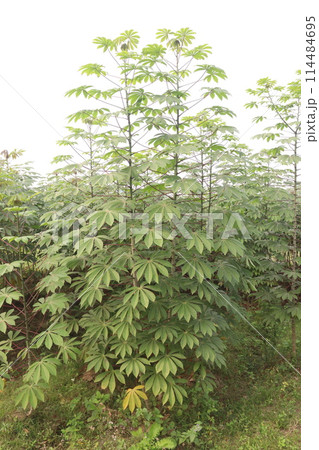 cassava plant on farm for harvest cassava plant on farm for harvest 114484695