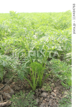 carrot farm for harvest are cash crops 114484768