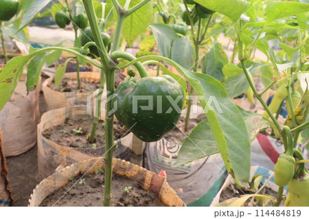 Capsicum on tree in farm for harvest 114484819