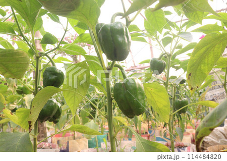 Capsicum on tree in farm for harvest Capsicum on tree in farm for harvest 114484820