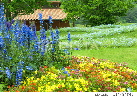 美しい花の庭園 114484849